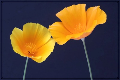 花のインサート