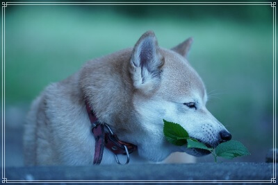 柴犬