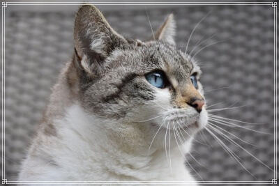 猫の横顔