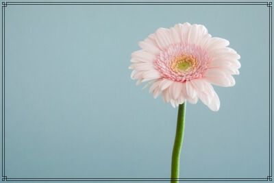 一輪のピンクの花