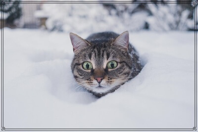 びっくりした猫